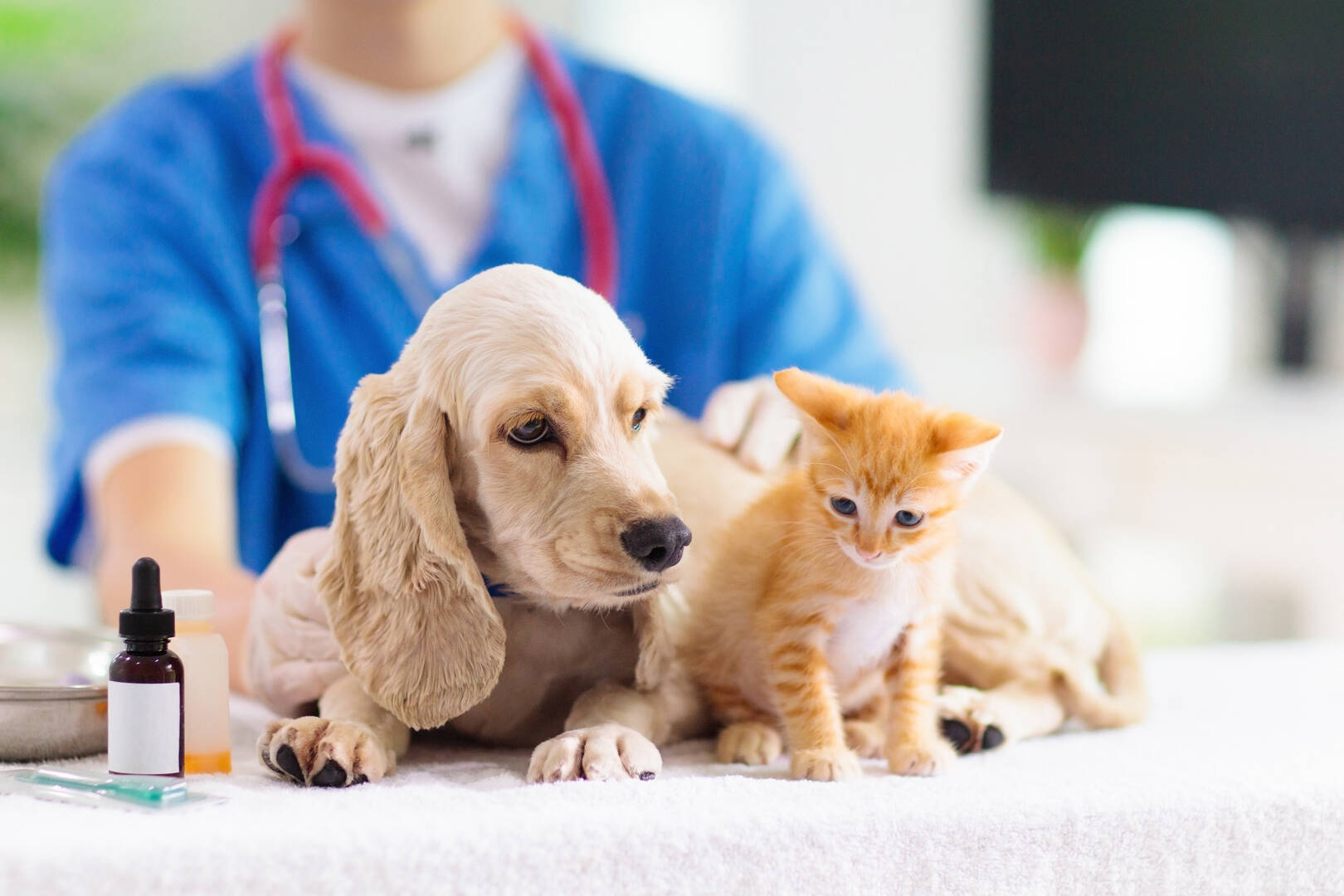 Beaver Dam Veterinary Clinic