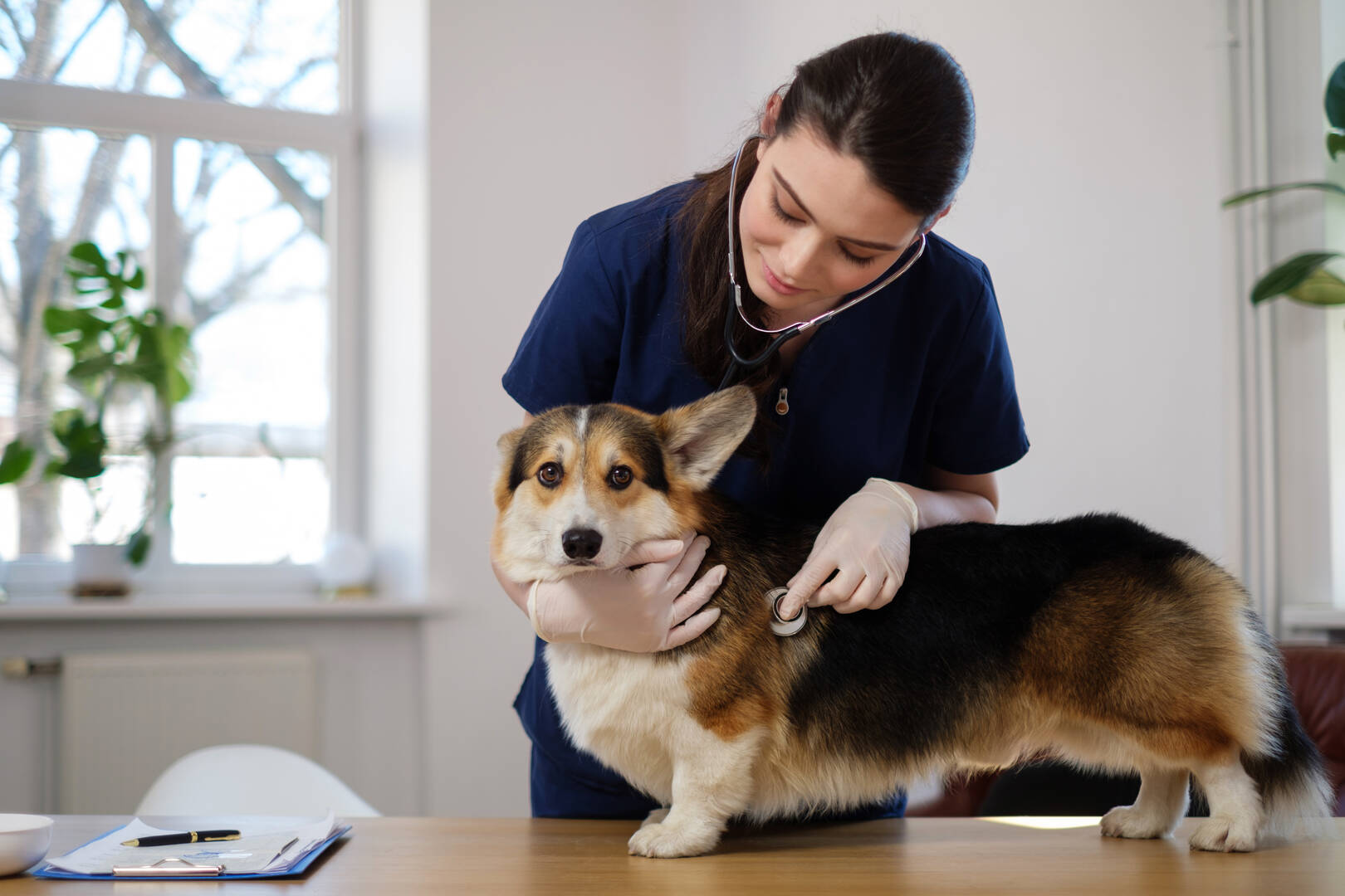 Glenvale Veterinary Clinic